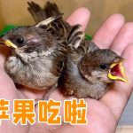 收养小麻雀第十天，第一次喂它们吃青菜、苹果【叁伍萌宠】